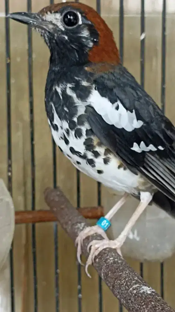 Anis kembang selesai mabung jual