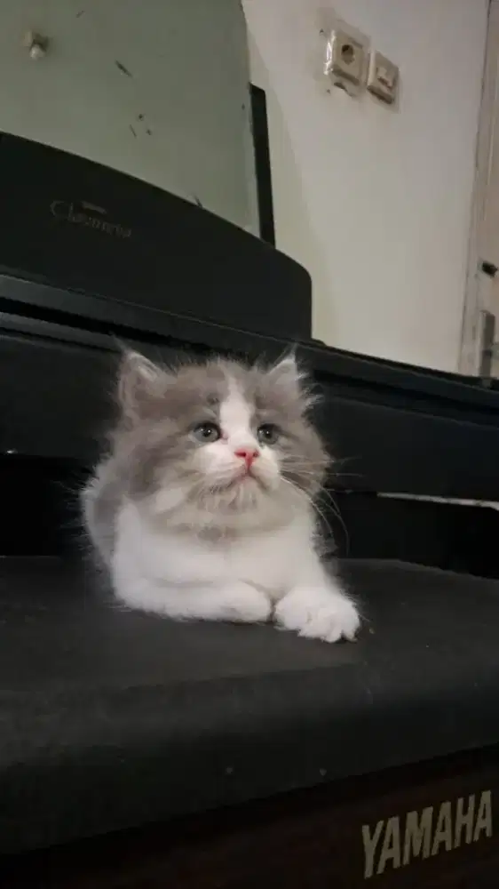 Kucing Scottish mix persia