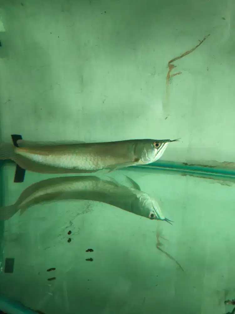 Arwana silver red 30cm up