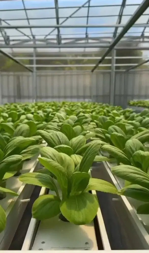 Sayur pakchoi Hidroponik per 1kg