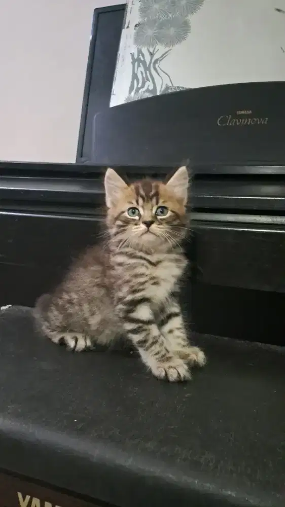 Kucing mujair jantan