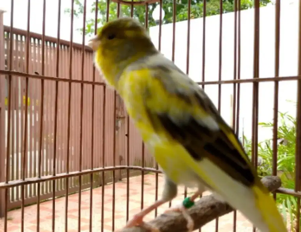 Kenari hybrid prospek