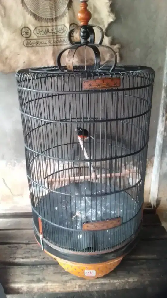 Murai Batu anakan body slim ekor pendek