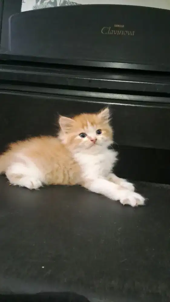 Kucing Persia jantan