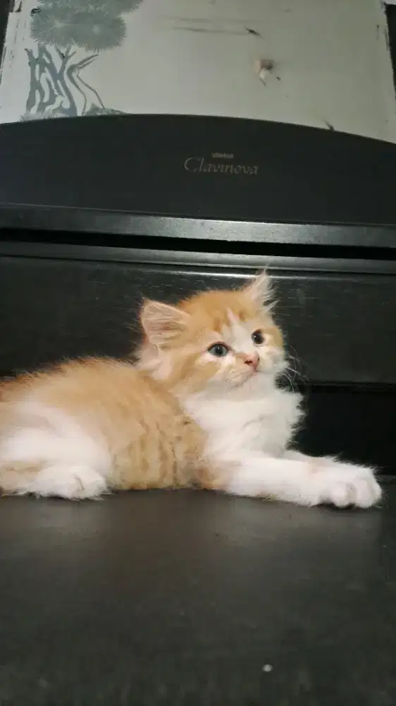 Kucing Persia jantan