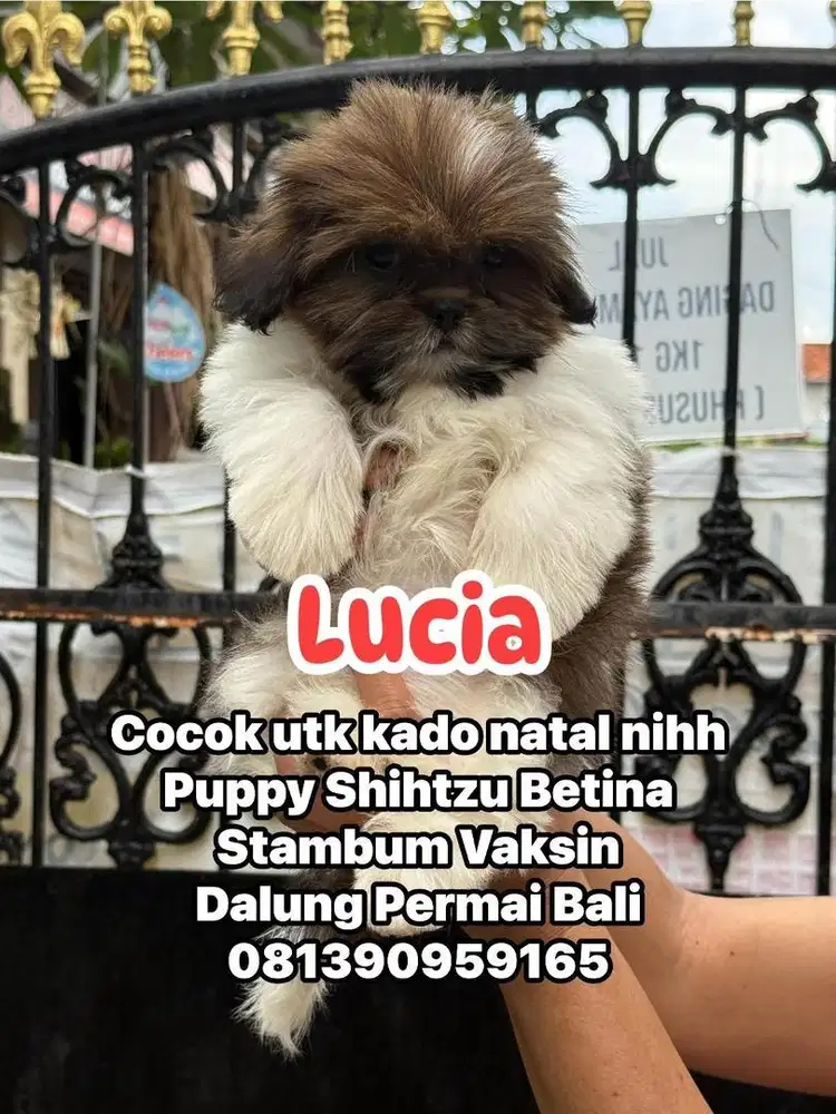 Shihtzu puppy betina