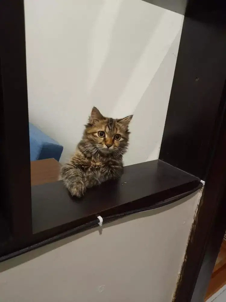 Kucing Persia Long Hair