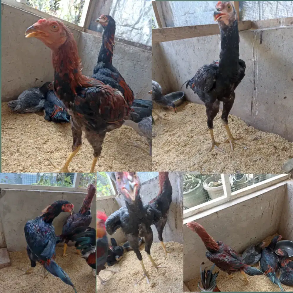 jual ayam kampung campuran ayam bangkok, jemput ke tempat