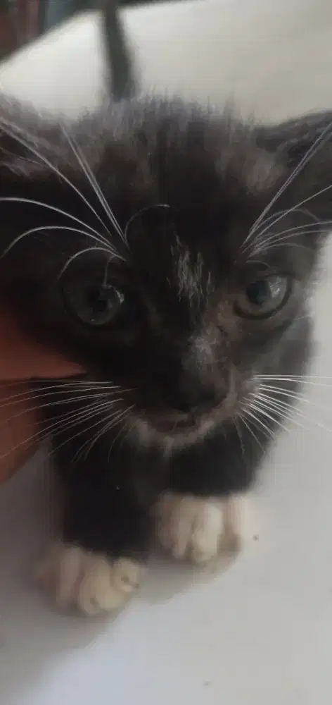 Indukan Himalaya mata biru dan anak kucing 3 ekor