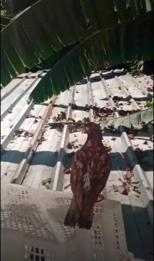 Merpati balapp jantan