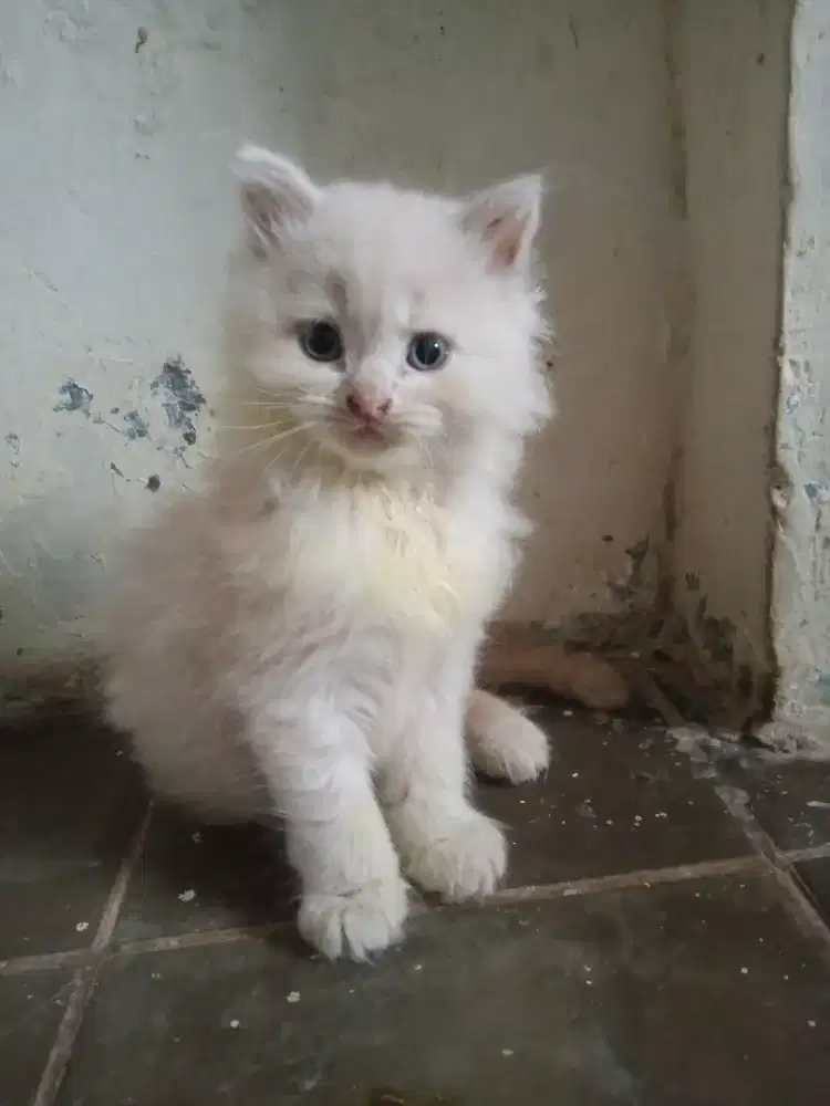 KITTEN PERSIA LONG HAIR