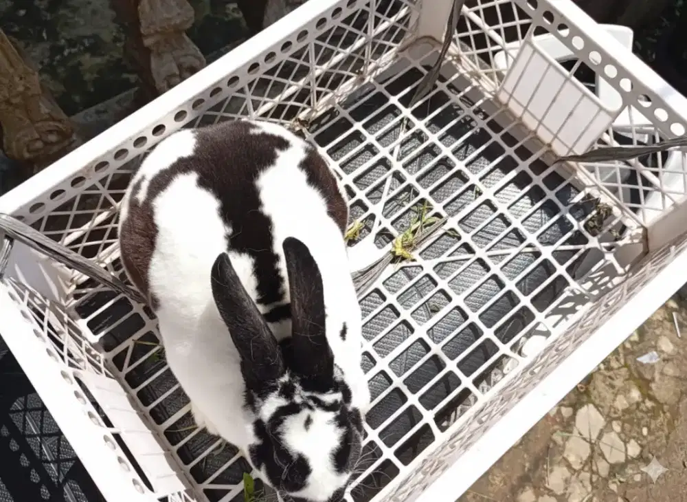 Kelinci Minirex pair