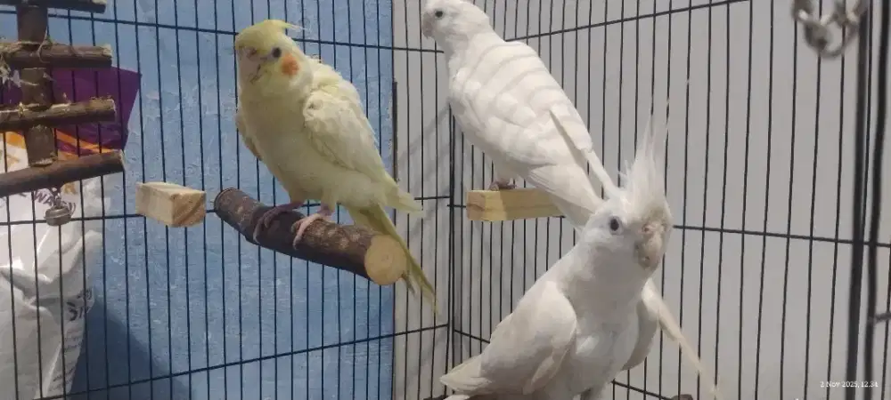 Burung Parkit Australia