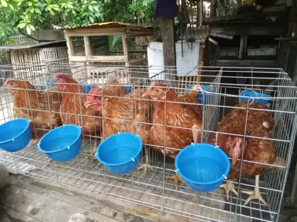 Jual ayam petelur 5e+kandang nya