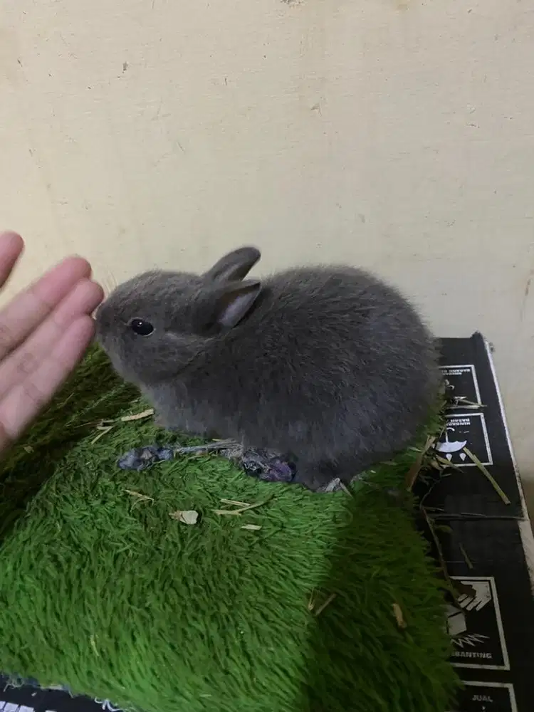 kelinci netherland dwarf