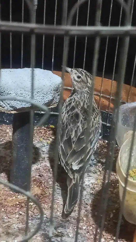 Burung Sanma Eurasian Bunyi Ngeplong