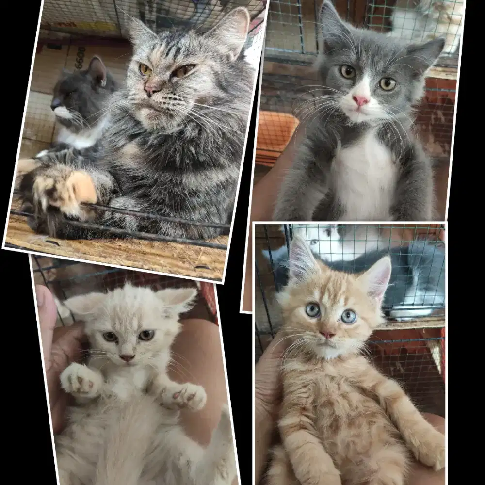 lepas adopsi 3 bocil persia