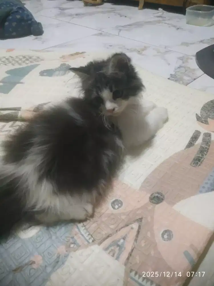 Kucing Kitten Persia