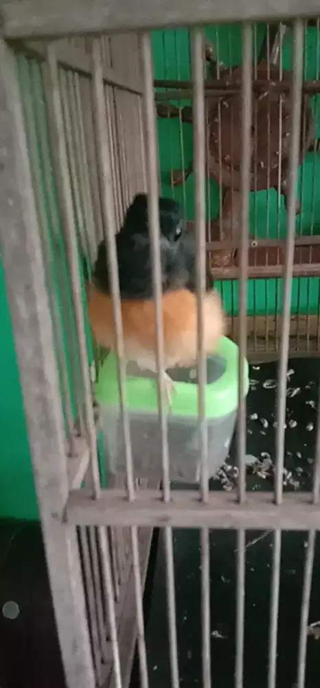 Murai Medan  jantan ada 2