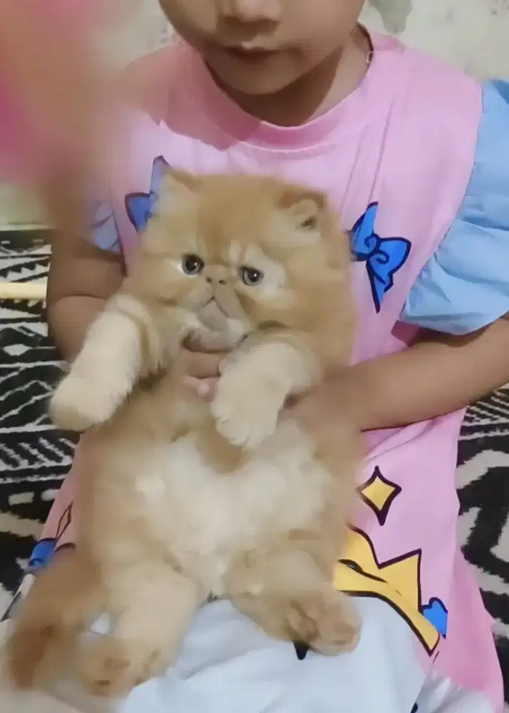 Kucing peaknose kitten