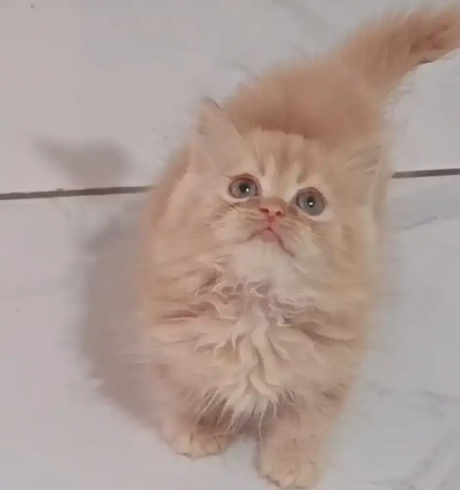 Kitten Munchkin Longhair jantan
