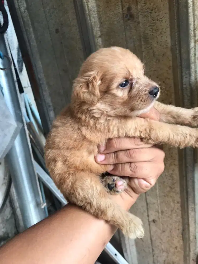 Puppy poodle jantan betina