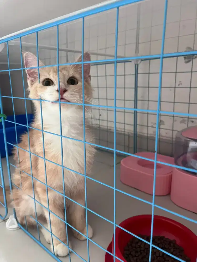 Mainecoon Kitten Betina Red Tabby