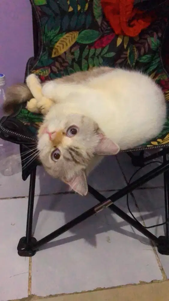 Kucing persia putih