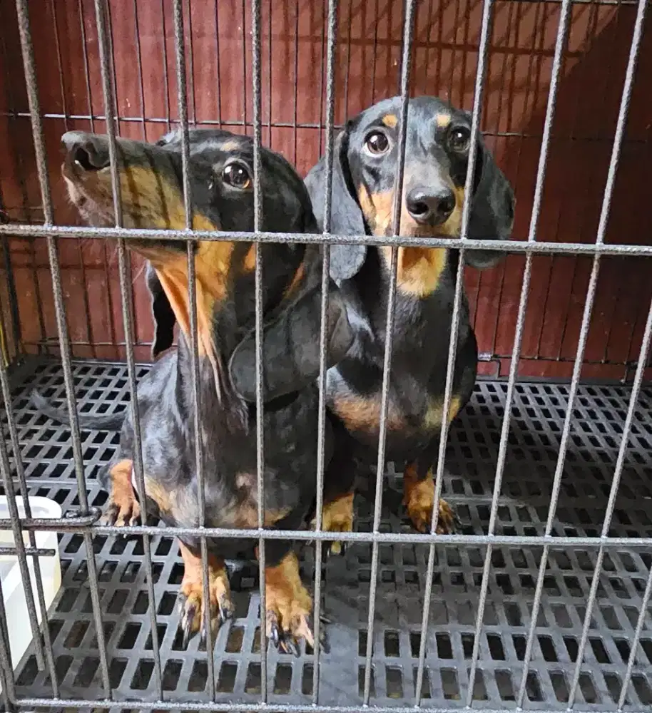 Dijual sepasang anjing mini tekel/ dachshund dewasa siap kawin.