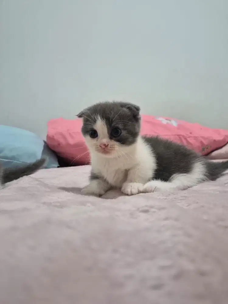 Kucing British (BSH)