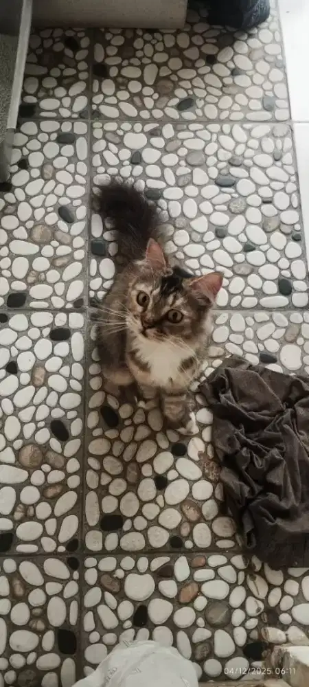 Di jual kucing Persia