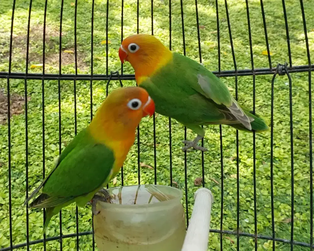 Lovebird green/yf/ino mm sepasang