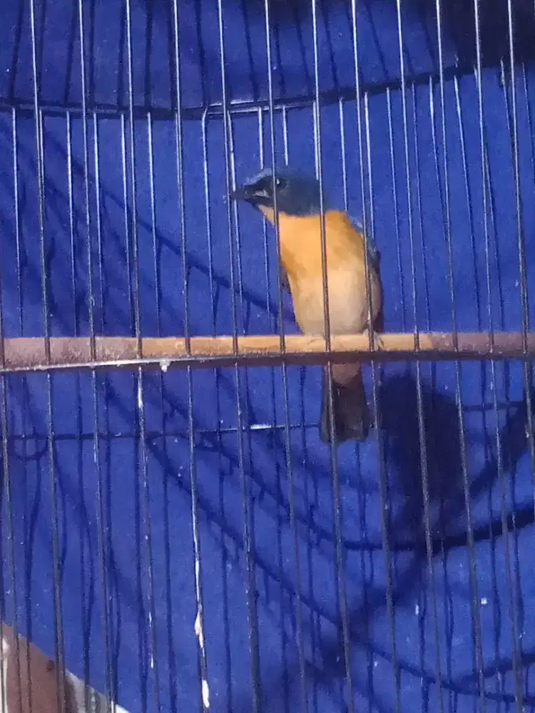 Jual gledejan bakau rajin Pur total fs