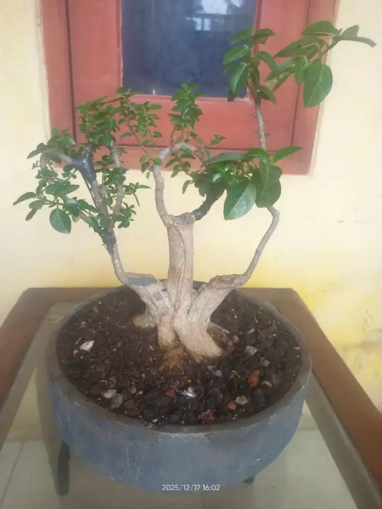 TANAMAN BONSAI SANCANG