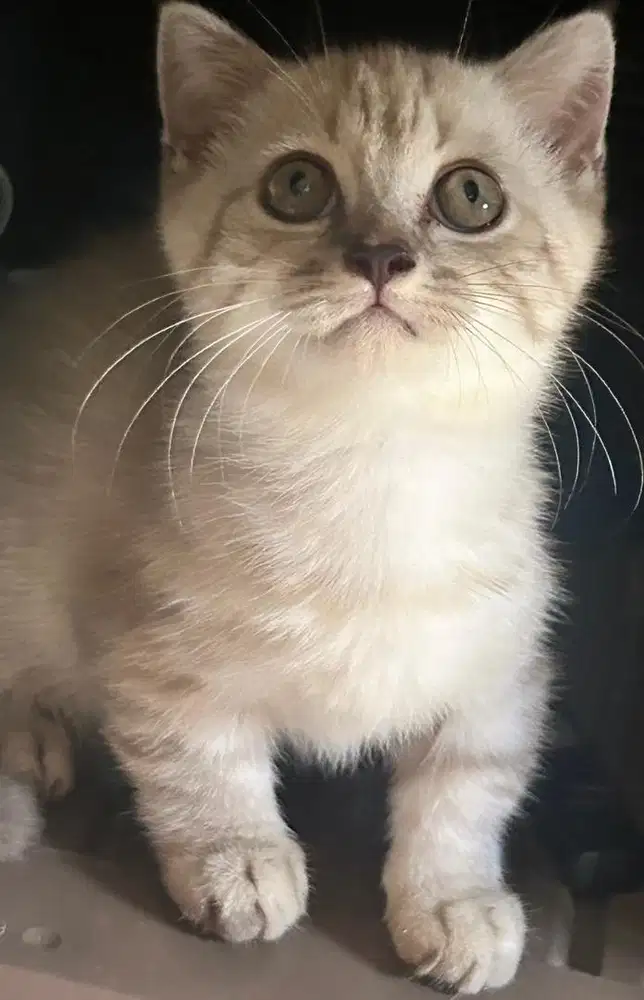 Kucing munchkin scottish fold bsh british shorthair