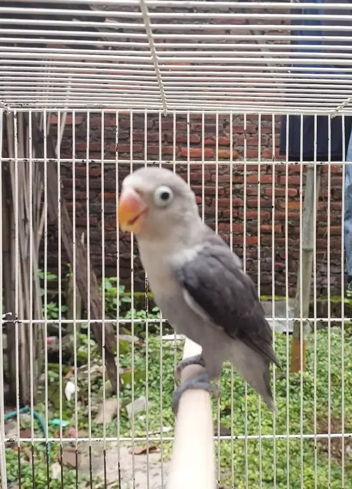 Lovebird move/bio//dun sl jantan