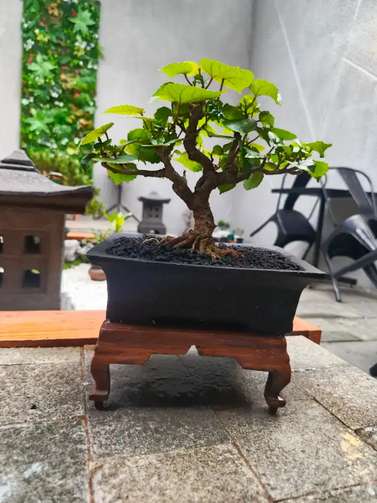 Bonsai Waru India