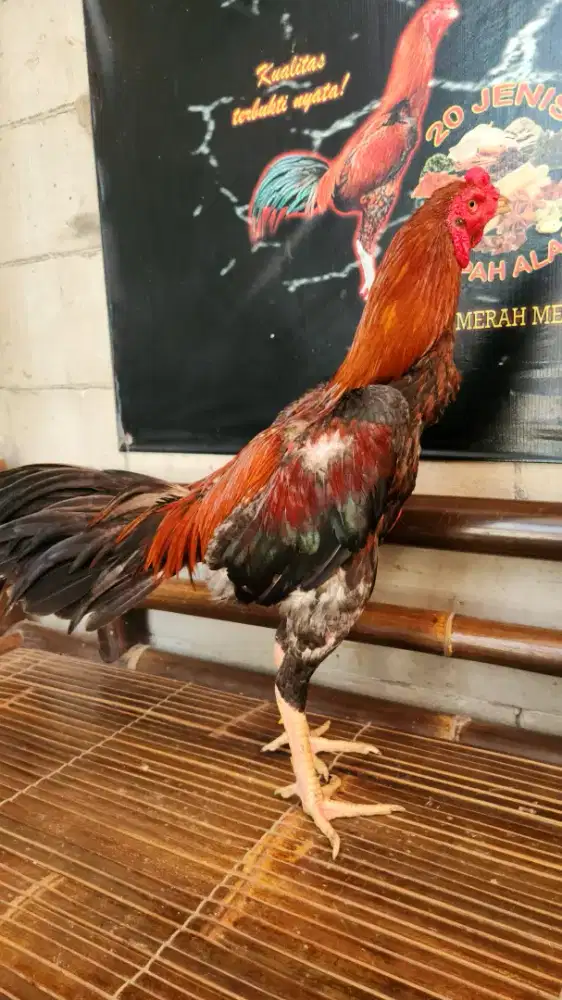 Ayam bangkok koytrad super mewah kondisi siapan