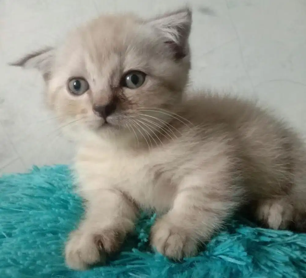 Kucing munchkin bsh british shorthair
