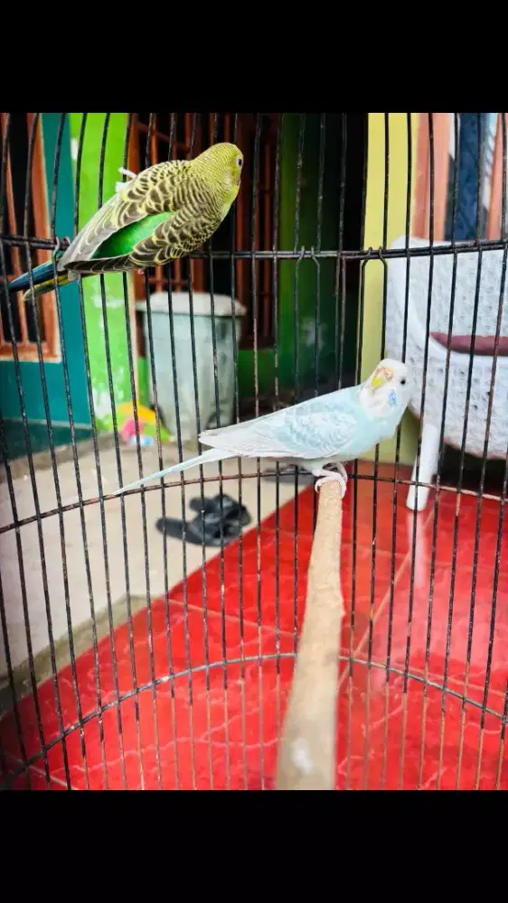 Parkit Sepasang Rajin Bunyi