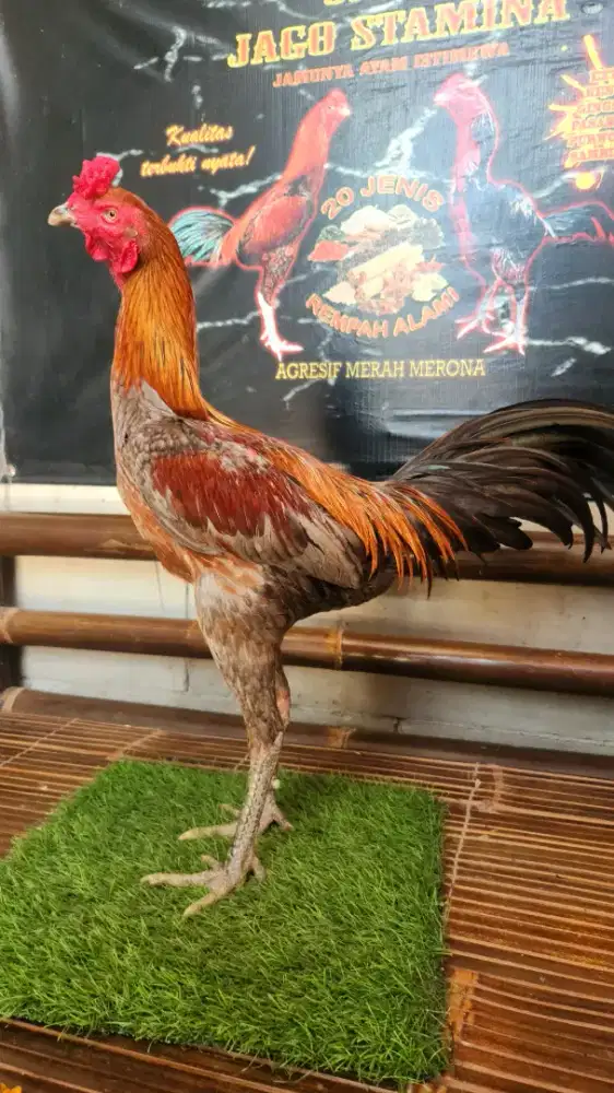 Ayam bangkok pamangon super pkul saraff siapan bervideo