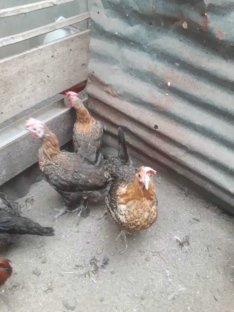 Ayam Arab Petelur Indukan