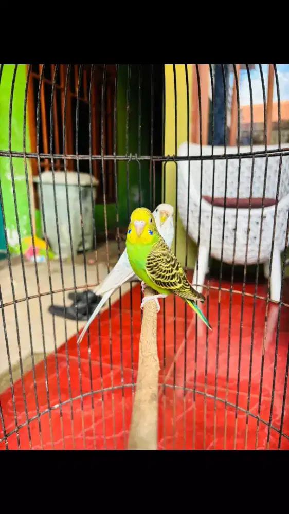 Parkit Satu Pasang Rajin Bunyi