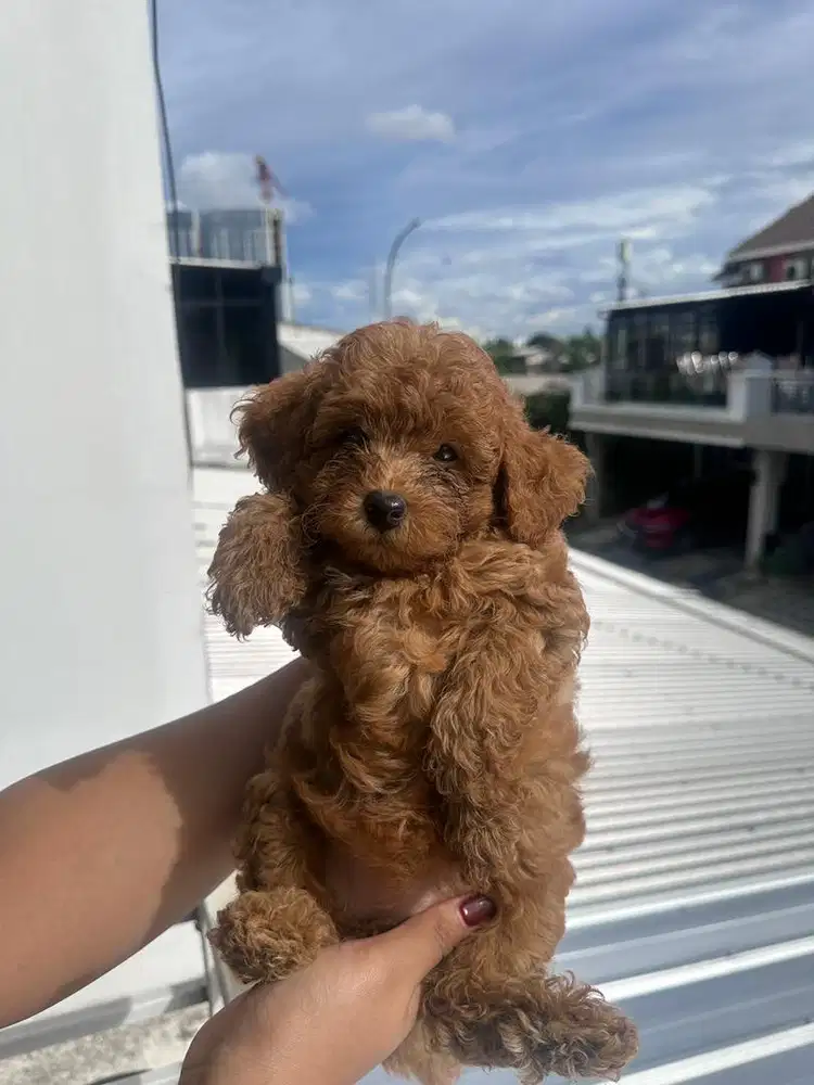 POODLE FEMALE PURE BLOOD