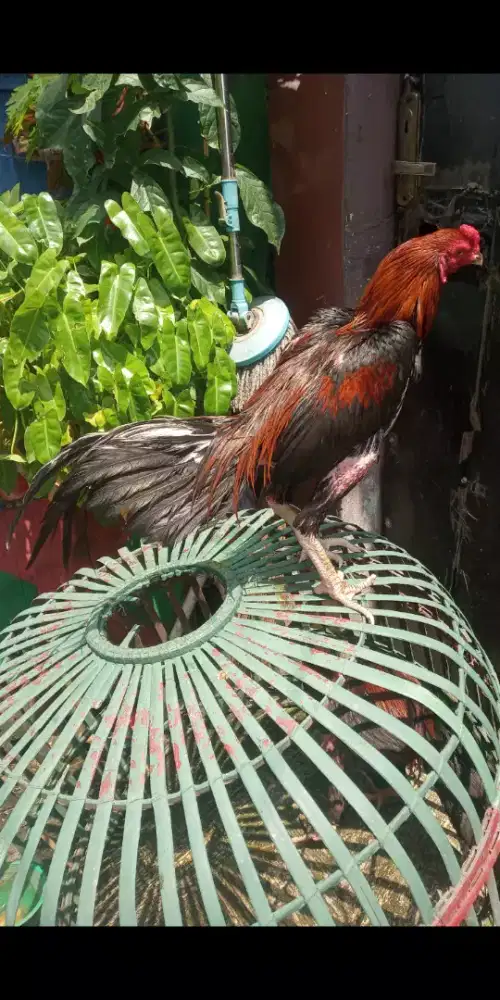 AYAM BANGKOK RAWATAN