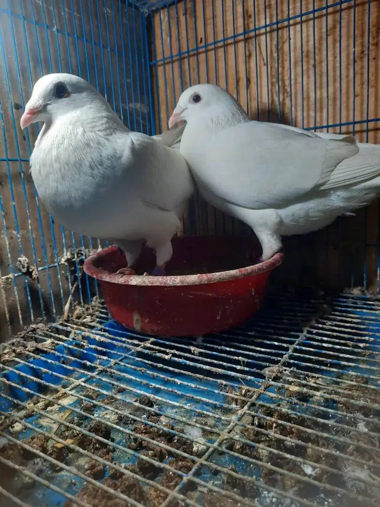 Sepasang Merpati Pos Putih