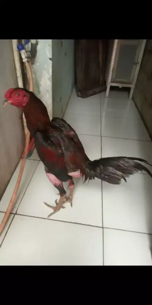 Ayam Bangkok Muda