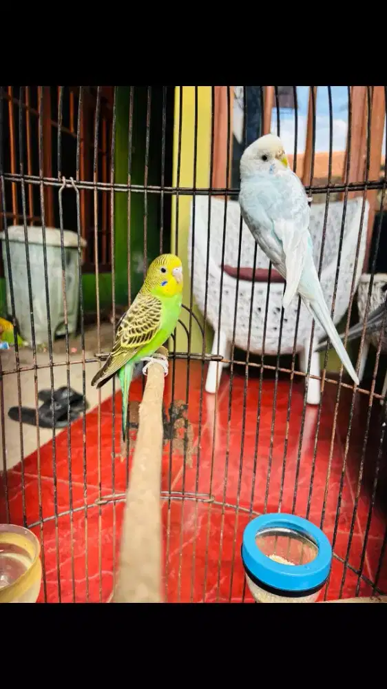 Parkit Satu Pasang Sudah Berjodoh