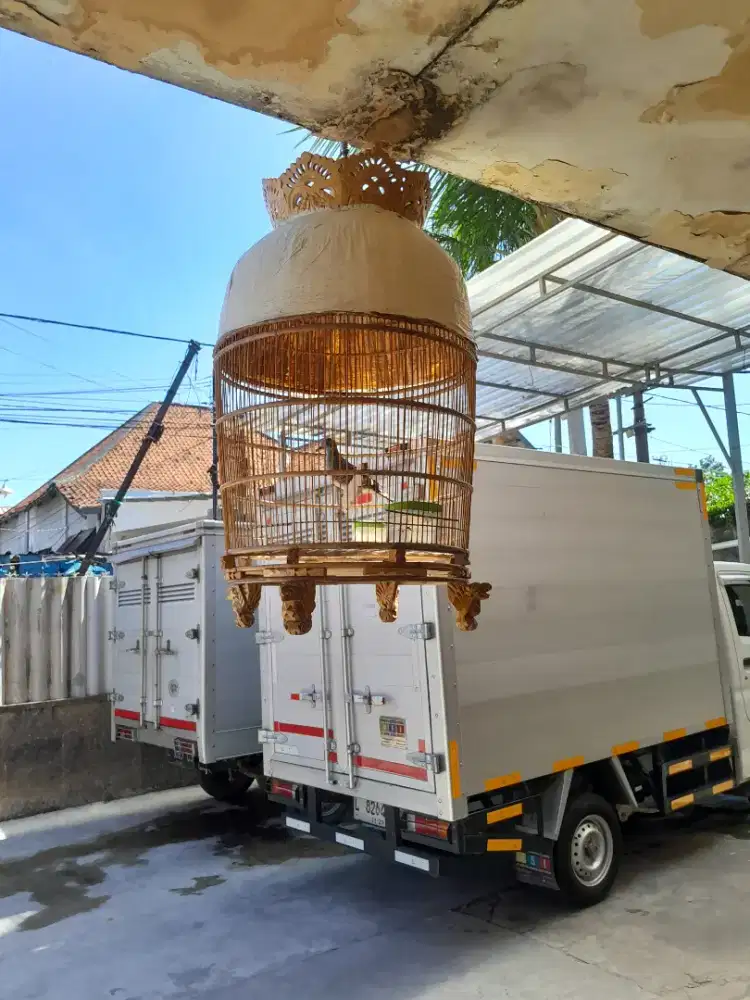 DiJual perkutut 2.+sangkar.harian bunyi