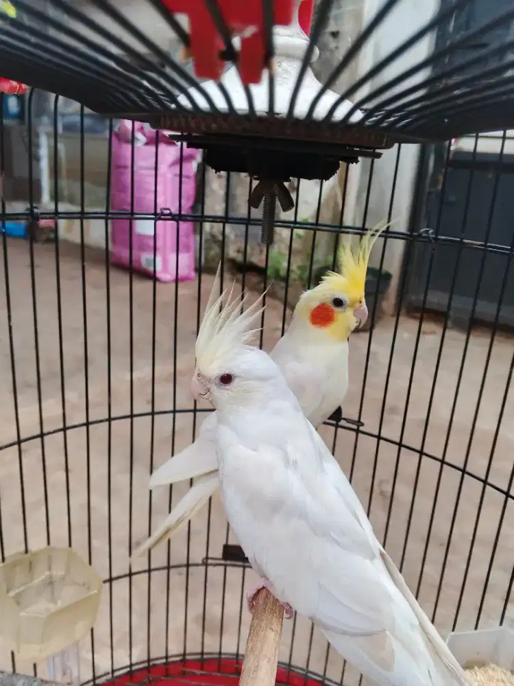 Sepasang parkit Australia